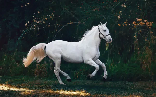 Weekend Equestrian: white horse galloping across a sunlit meadow — 4K Ultra HD PC desktop wallpaper/background.