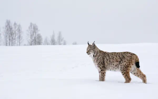 5K Ultra HD PC desktop wallpaper: a lynx wildcat standing on a vast snowy plain with distant bare trees.