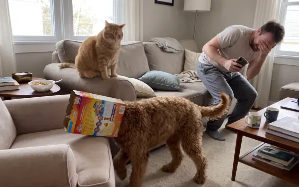 Funny cat walks with a cardboard box over its head as another cat watches and a man laughs, 5K Ultra HD desktop wallpaper background.