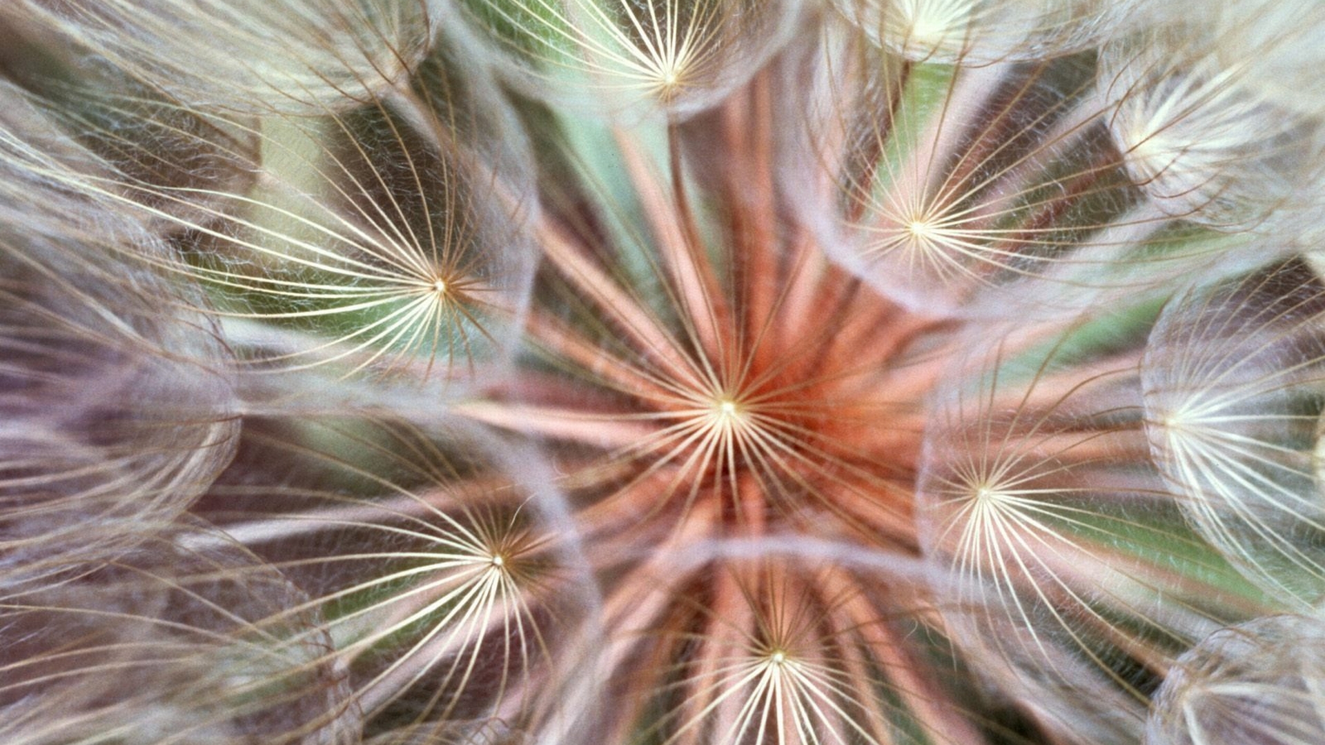 Desktop wallpaper featuring a close-up of a beautiful dandelion flower in nature.