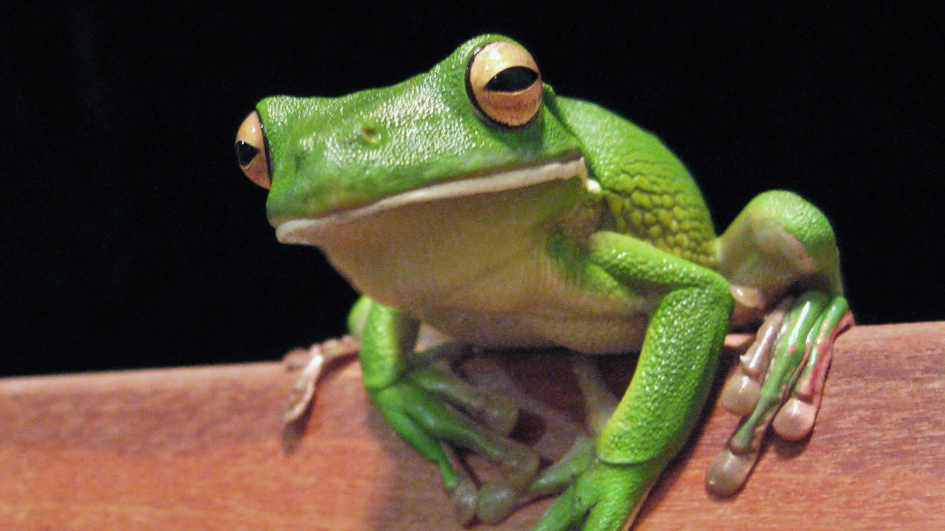 Frog HD Wallpaper | Background Image | 1920x1080 | ID:143868