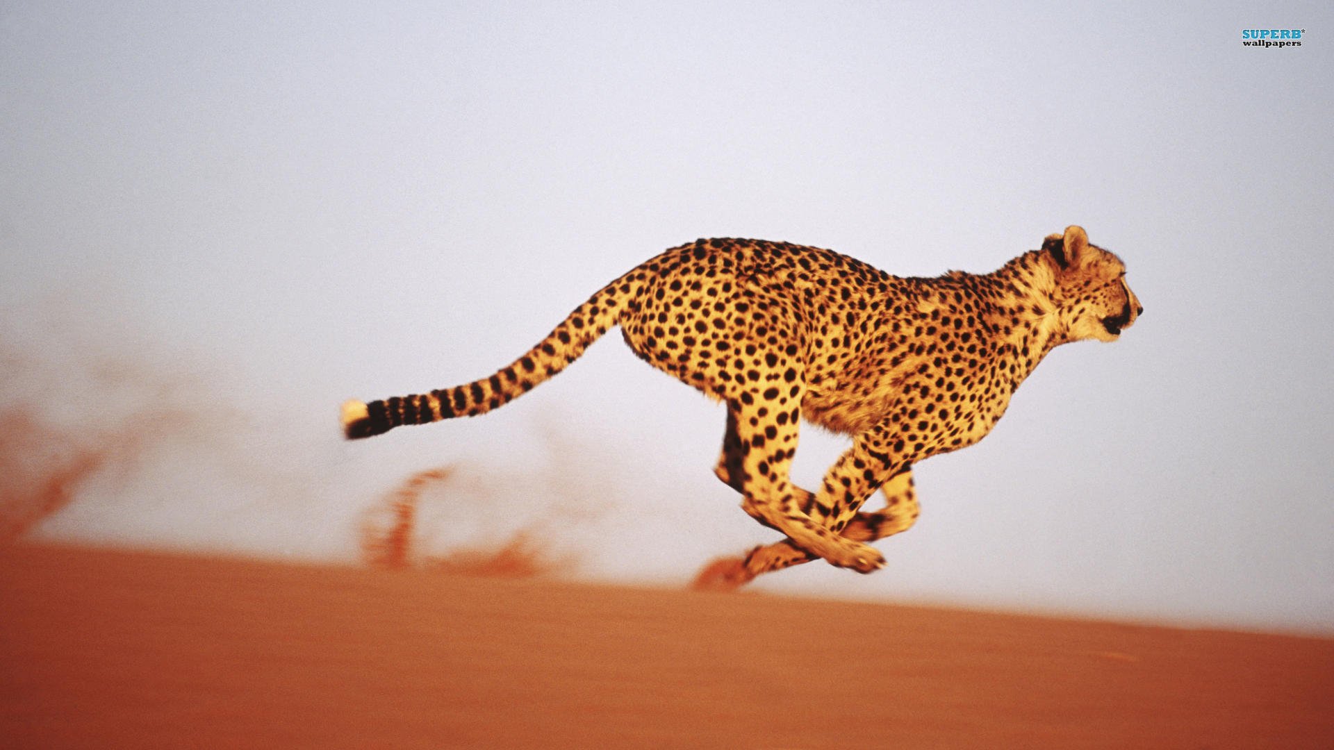 running cheetah wallpaper