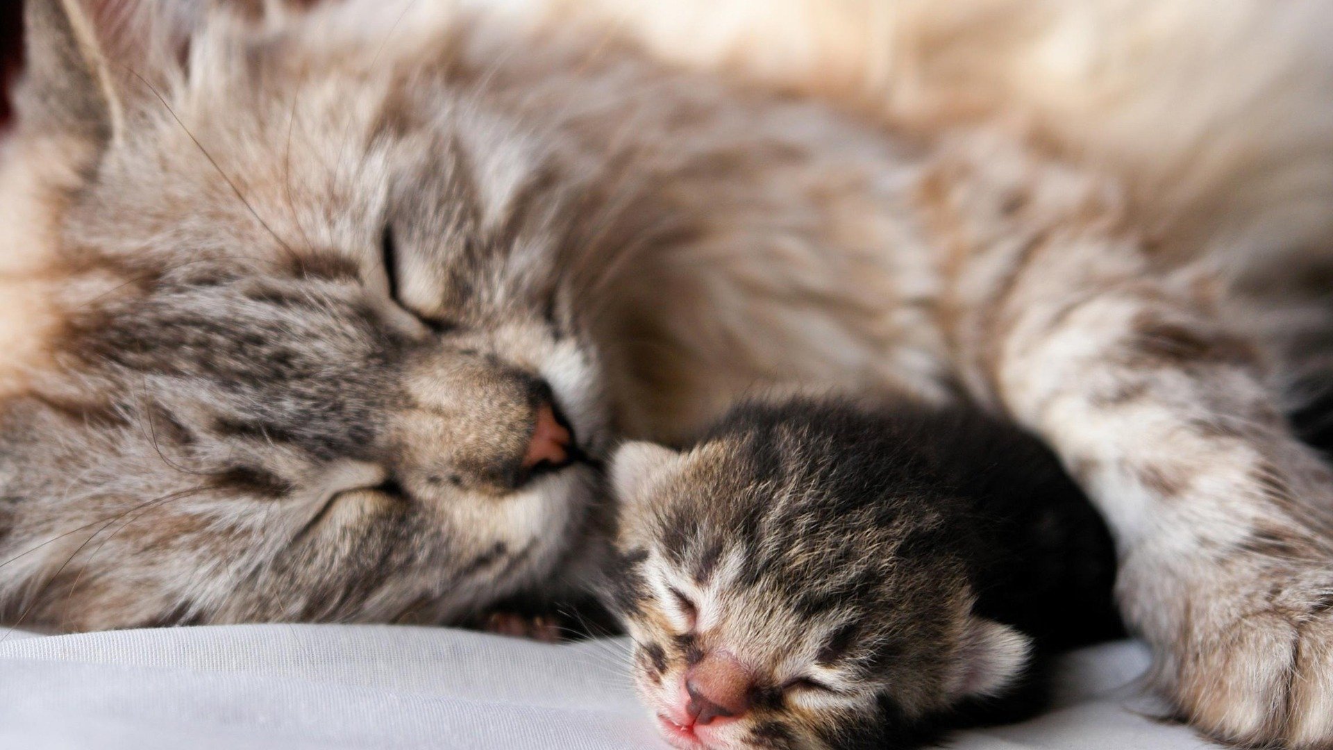 HD PC desktop wallpaper featuring a close-up of a fluffy cat peacefully sleeping alongside a tiny kitten.