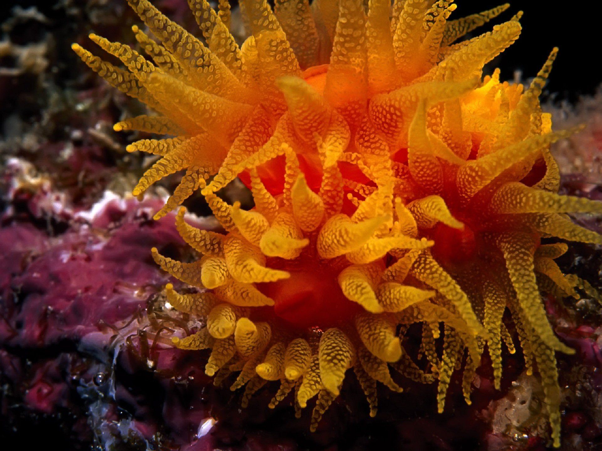 Необычные растения и животные океана. Морская актиния царство. Диатомеи водоросли Тихого океана. Коралл актиния. Актиния Песчаная.