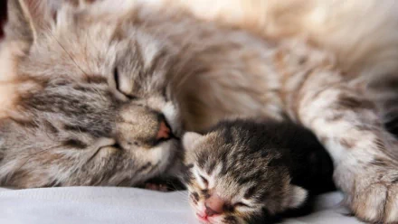 HD PC desktop wallpaper featuring a close-up of a fluffy cat peacefully sleeping alongside a tiny kitten.