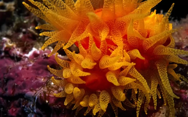 Animal sea life HD Desktop Wallpaper | Background Image