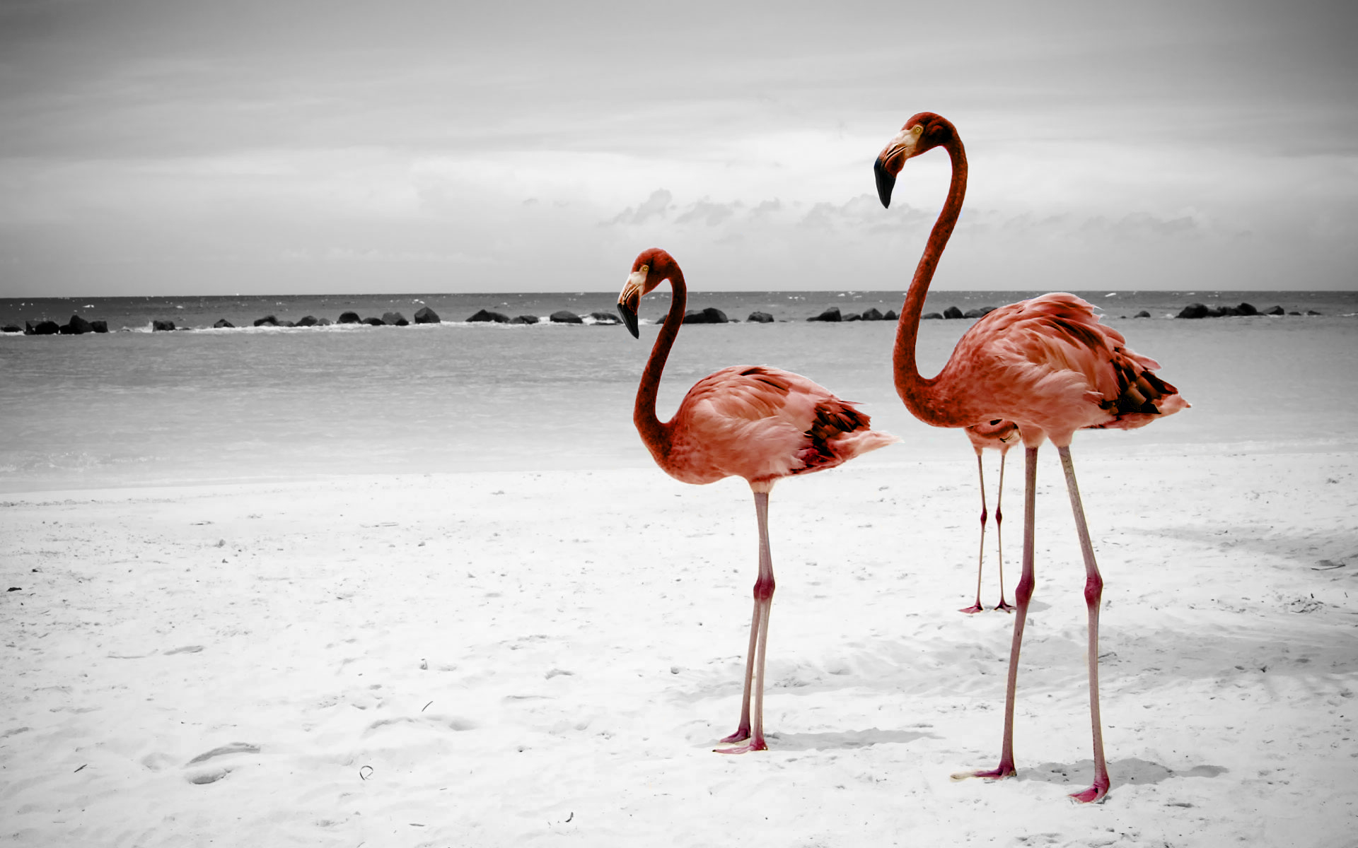 Animal Flamingo HD Wallpaper | Background Image