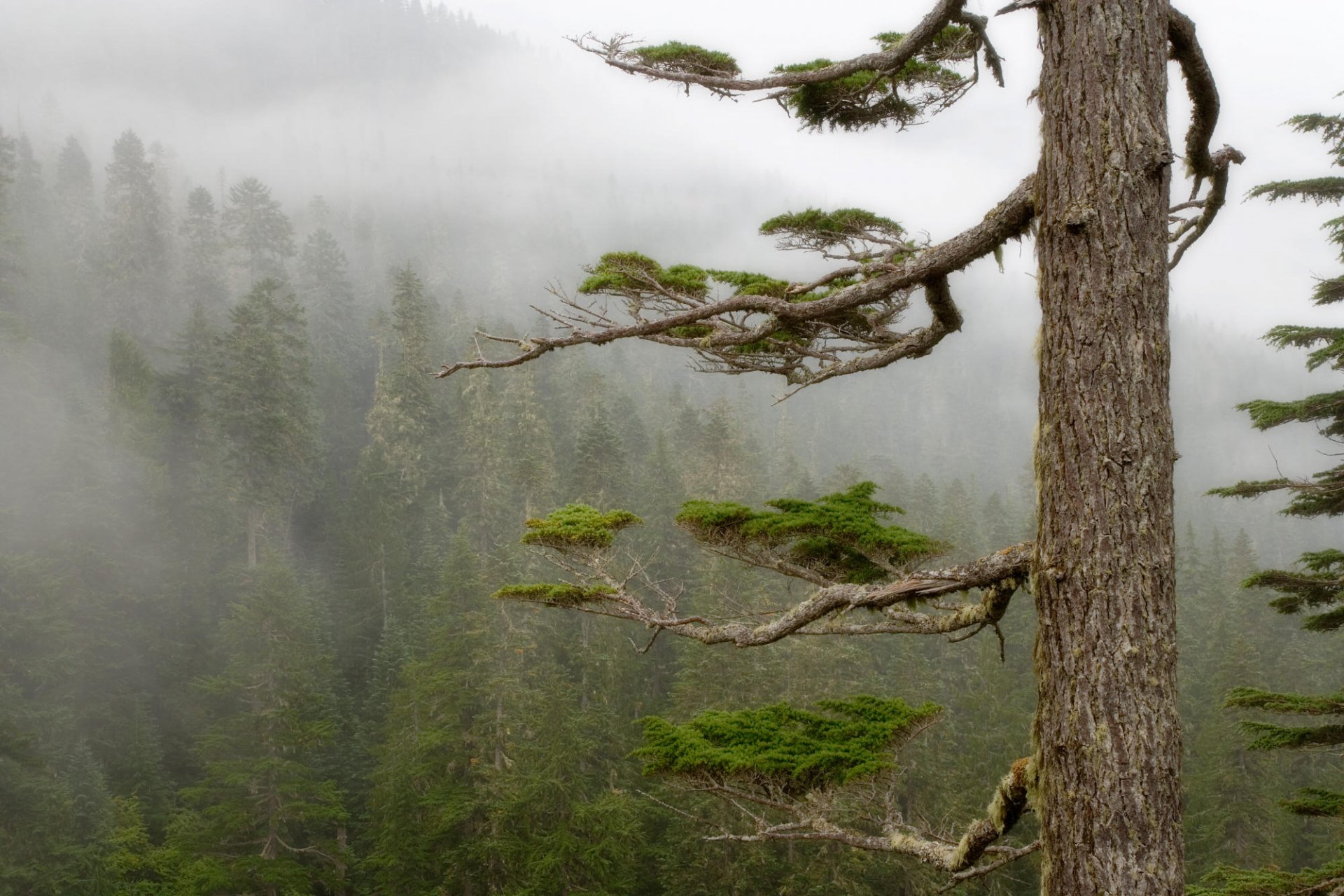 A tall tree stands in a foggy forest, surrounded by lush greenery. The mist weaves through the trees, creating a serene atmosphere in this HD nature wallpaper.