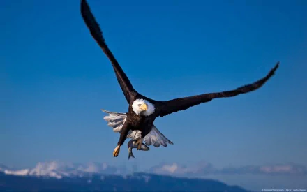 A stunning HD desktop wallpaper featuring a bald eagle in flight with a clear blue sky and mountain range in the background.