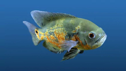 fish Animal oscar HD Desktop Wallpaper | Background Image