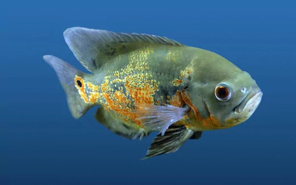 fish Animal oscar HD Desktop Wallpaper | Background Image