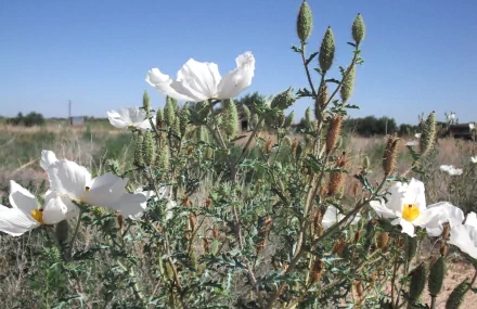  Flowers2