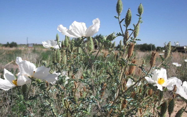 Flowers2