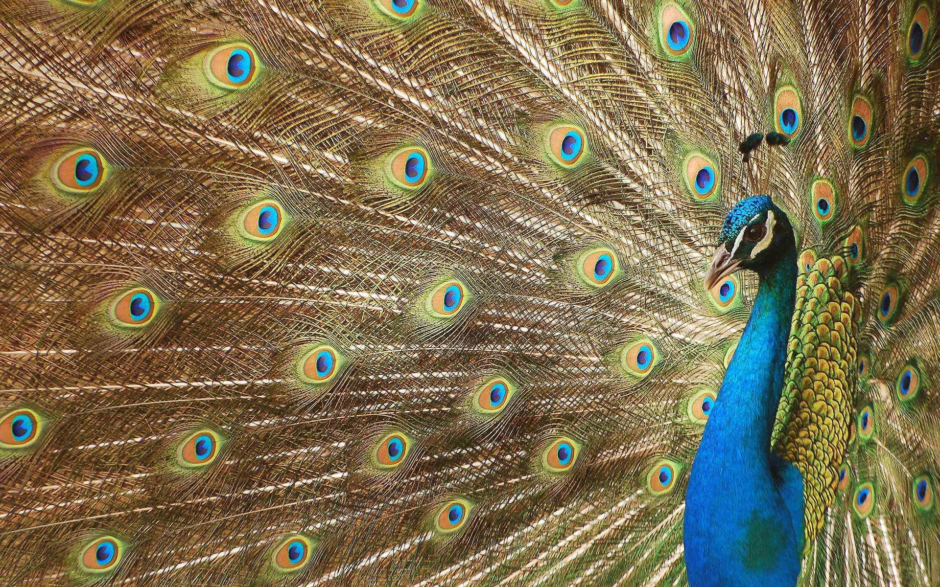 Colorful peacock displaying its vibrant feathers.