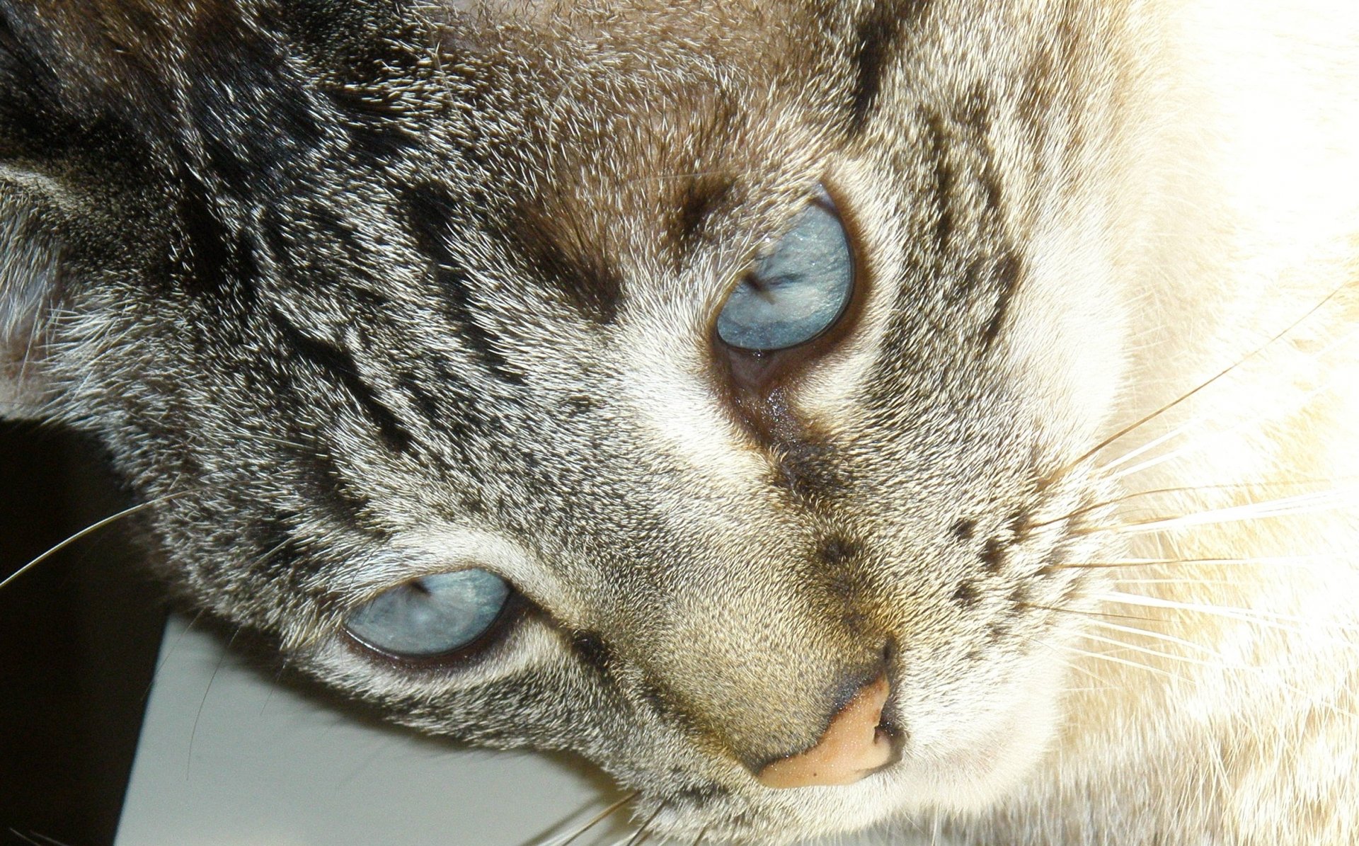 Angel'sCloseUp by DumbBlonde