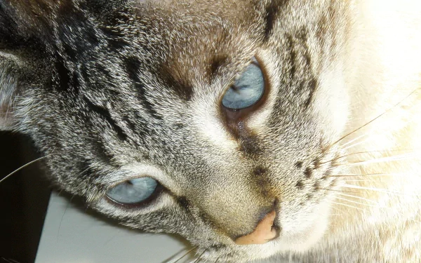  Angel'sCloseUp