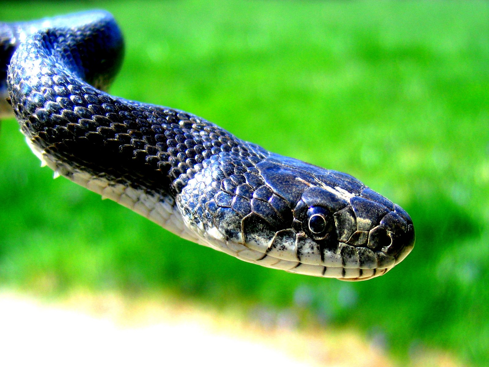 Download Animal Snake Wallpaper