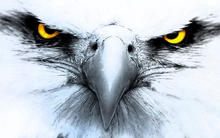 Close-up of an eagle's intense golden eyes and sharp beak, captured in high definition. This striking image makes a bold desktop wallpaper and background.