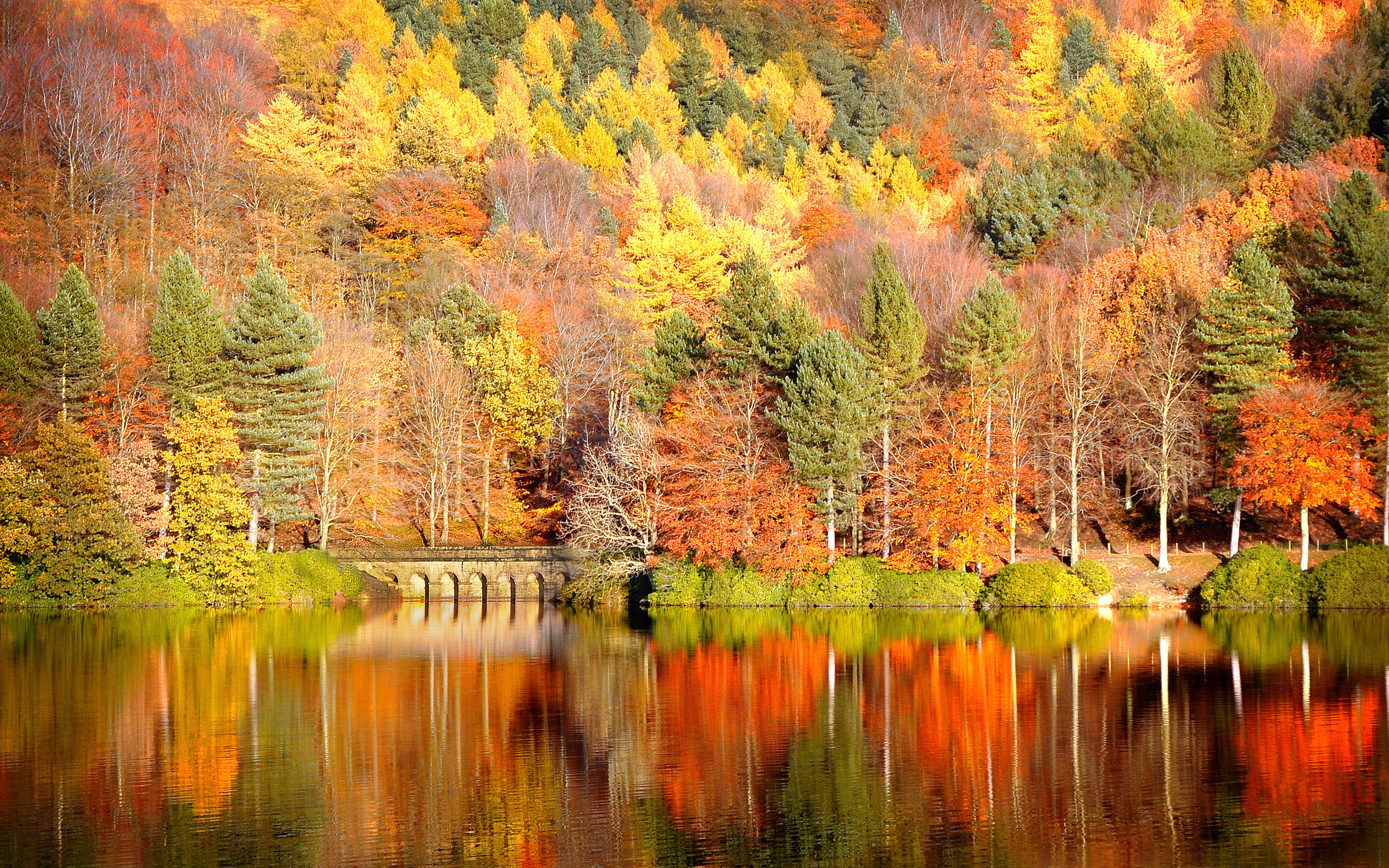 Autumn leaves in a serene natural landscape.