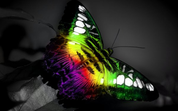 Animaux Papillon Photographie Fond d'écran HD | Image
