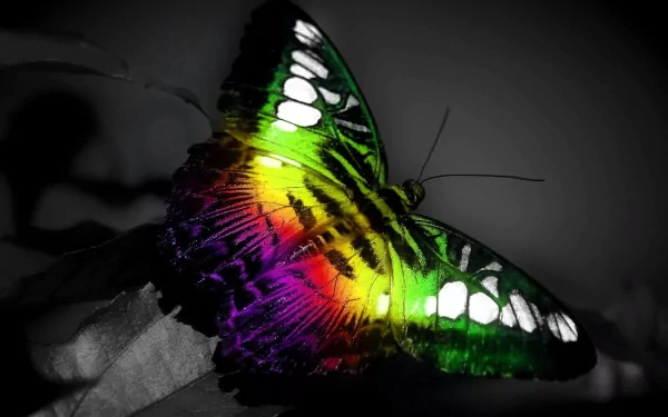 HD wallpaper featuring a vibrant butterfly with green, yellow, red, and purple wings against a grayscale background, emphasizing its colorful beauty.
