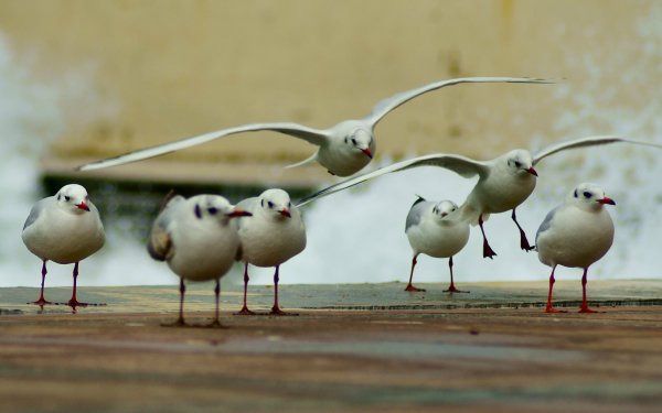 Animal Bird Birds HD Wallpaper | Background Image
