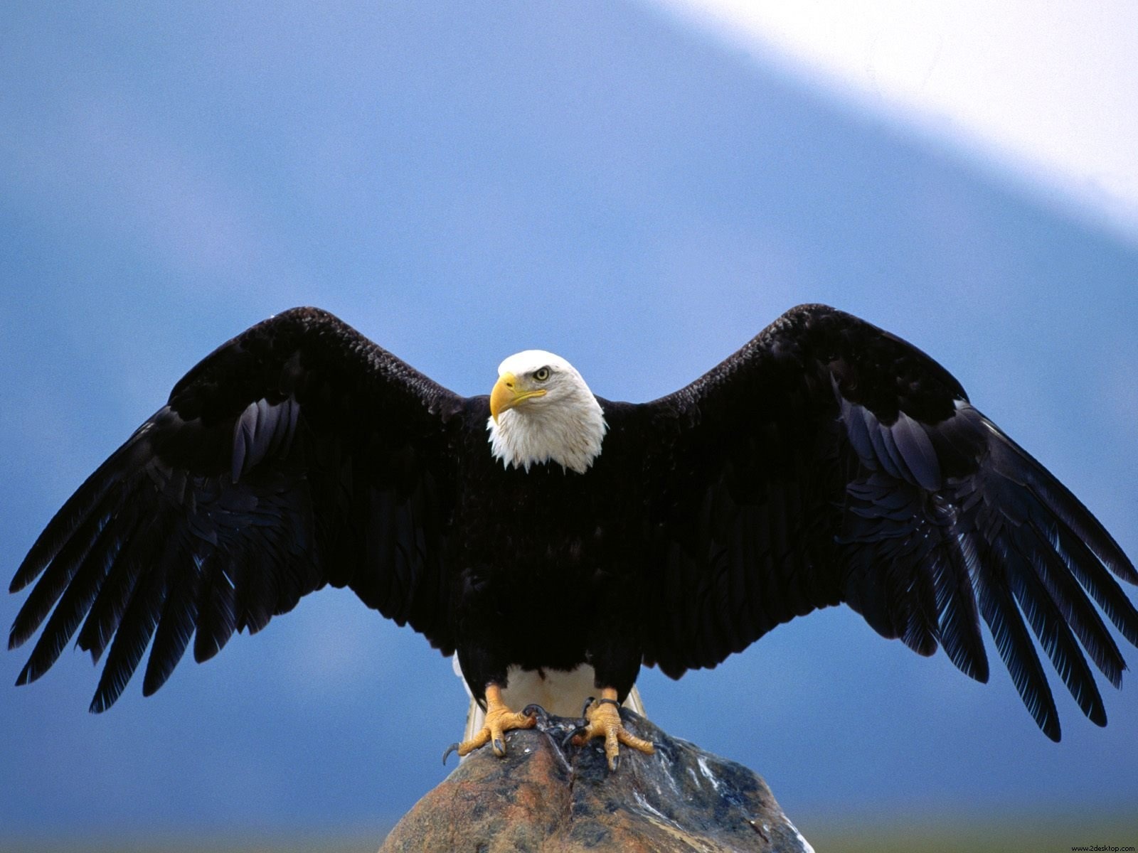 A majestic eagle soaring through the sky.