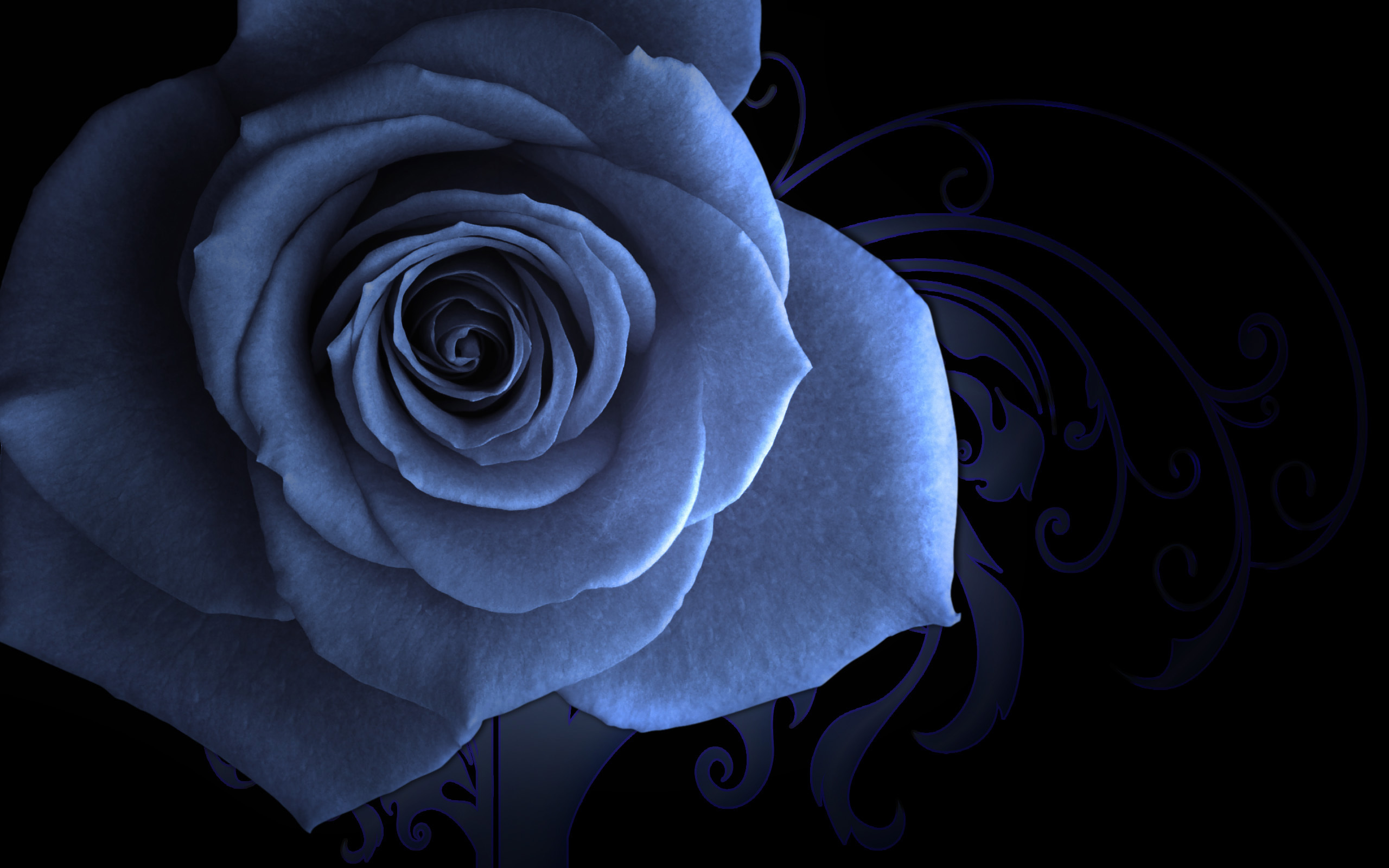 Artistic rose desktop wallpaper