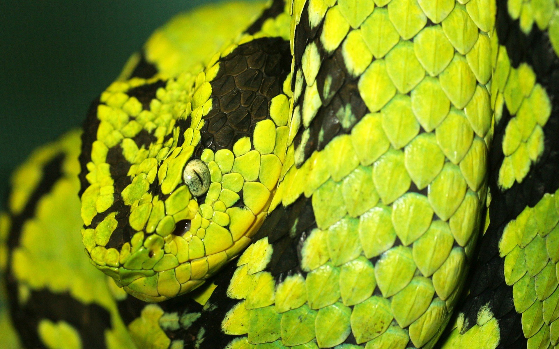 Close-up HD desktop wallpaper of a vibrant green and black snake showcasing detailed scales and focused eye.