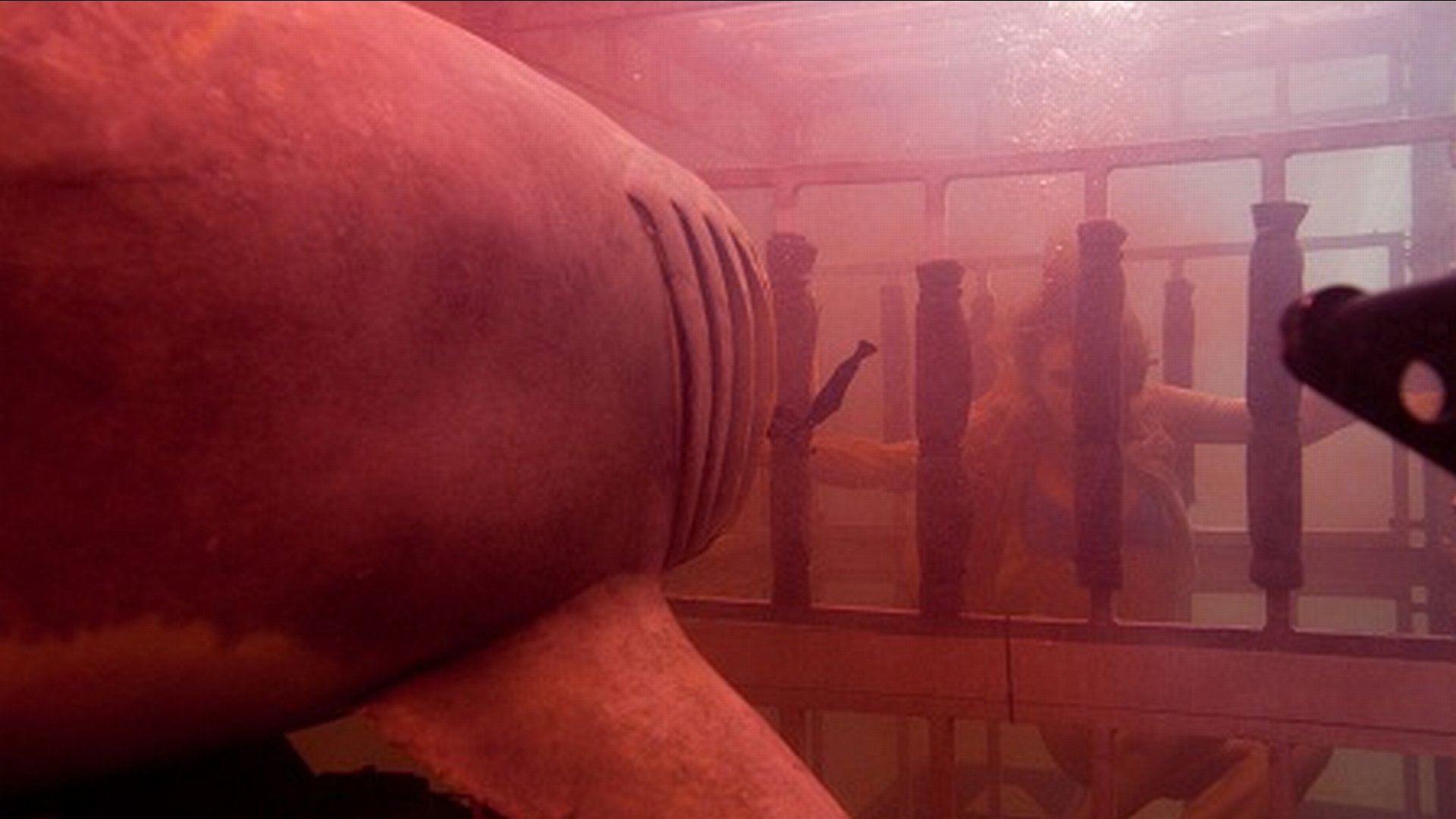 Download Movie Shark Night HD Wallpaper