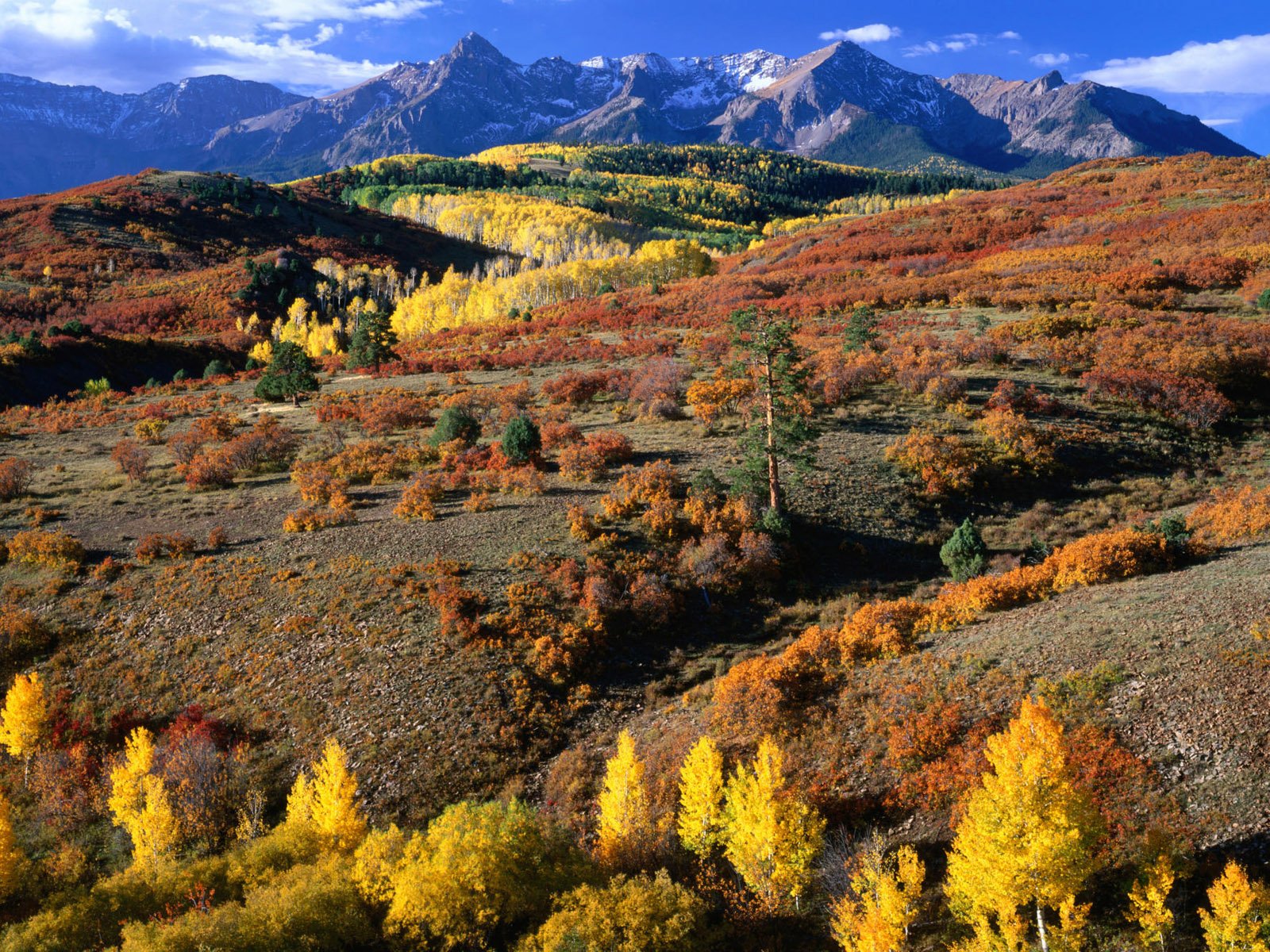 Paintbrush, Columbine, and Orange Sneezeweed, Sneffels Range, Colorado загрузить