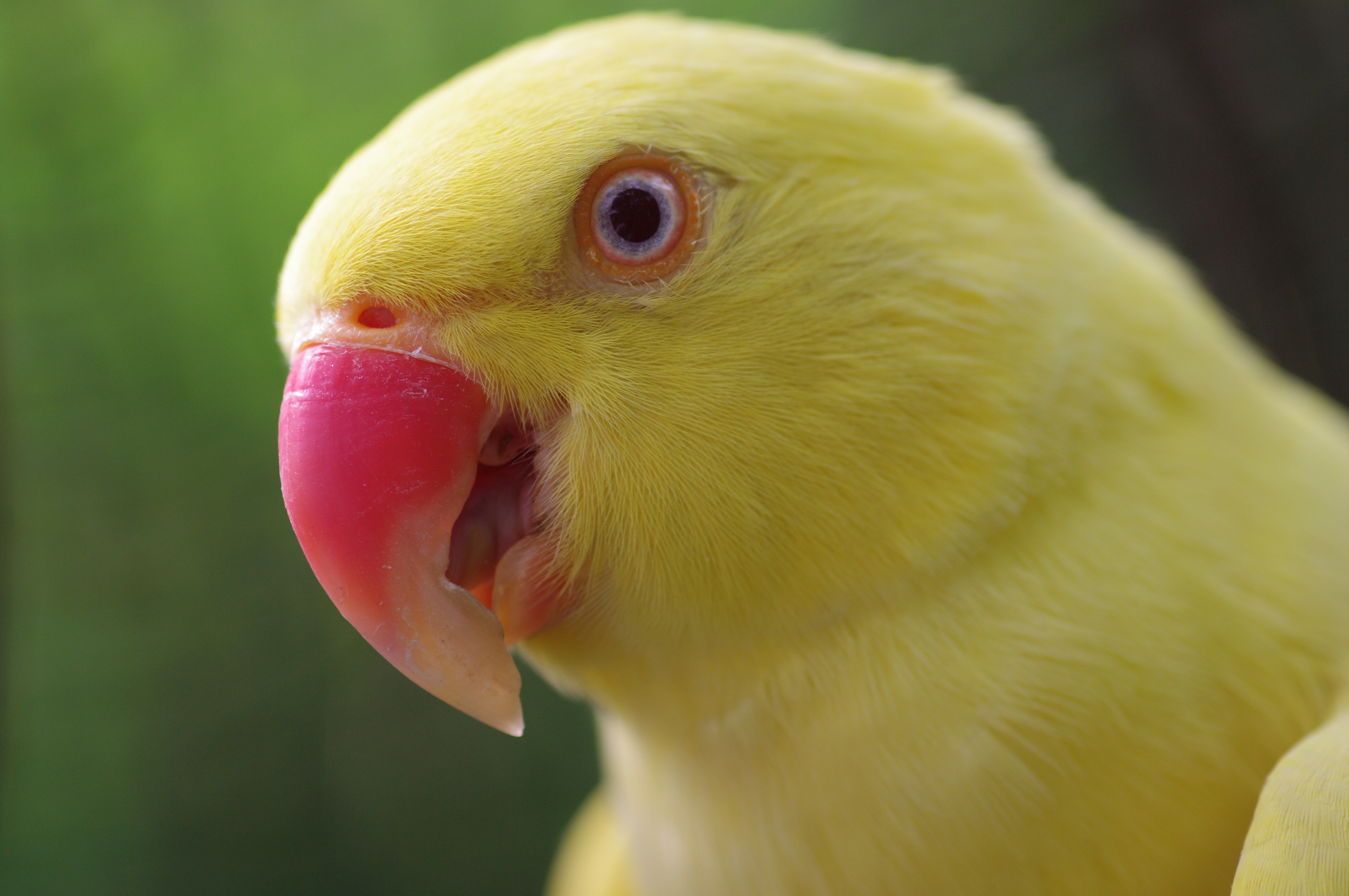 Попугай открывает рот. Ожереловый попугай желтый. Калита попугай желтый. Ожереловый птенец. Ожереловый попугай белый.
