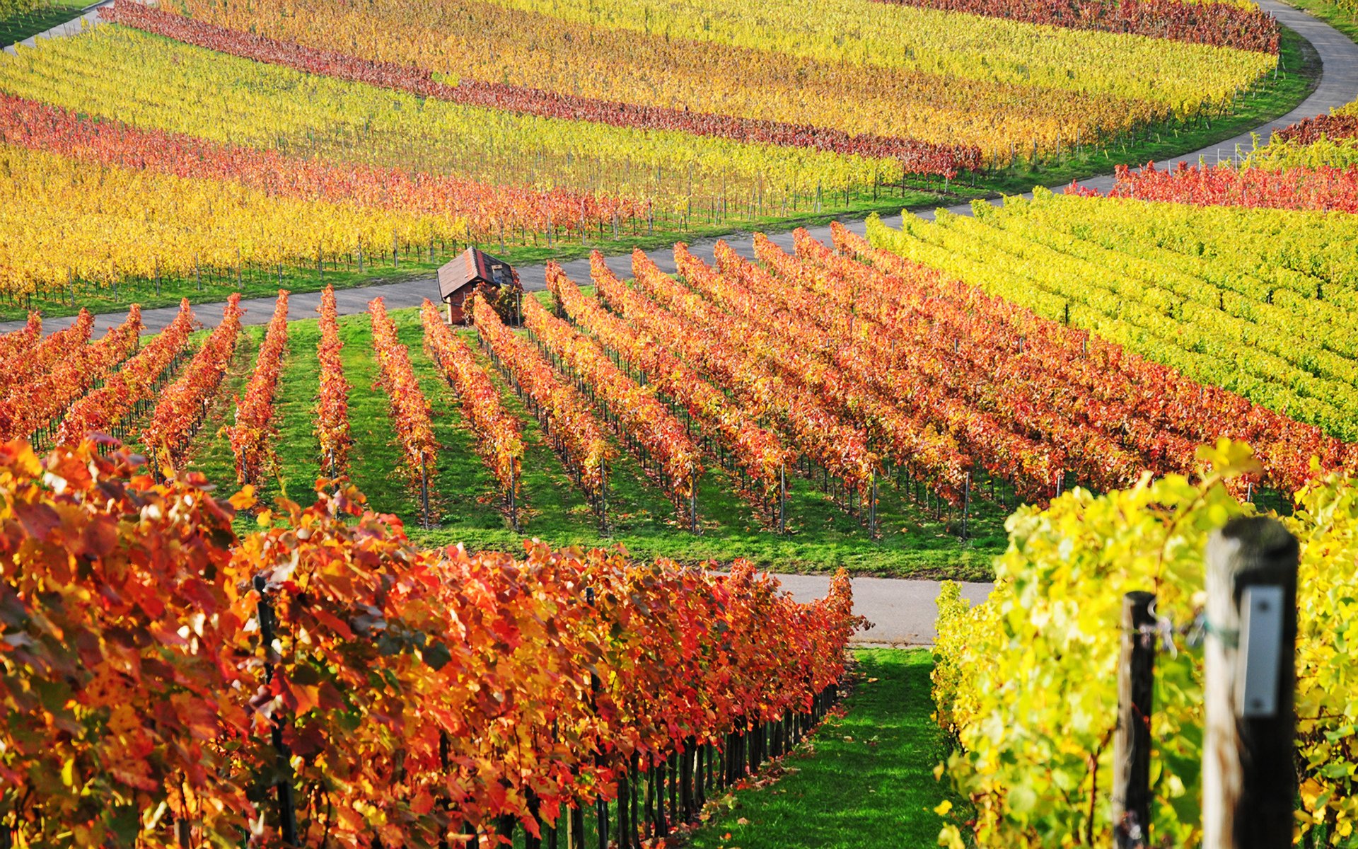 Цветное хозяйство. Виноградные плантации во Франции. Румыния виноградники. Виноградники Италии. Германия сельское хозяйство виноград.