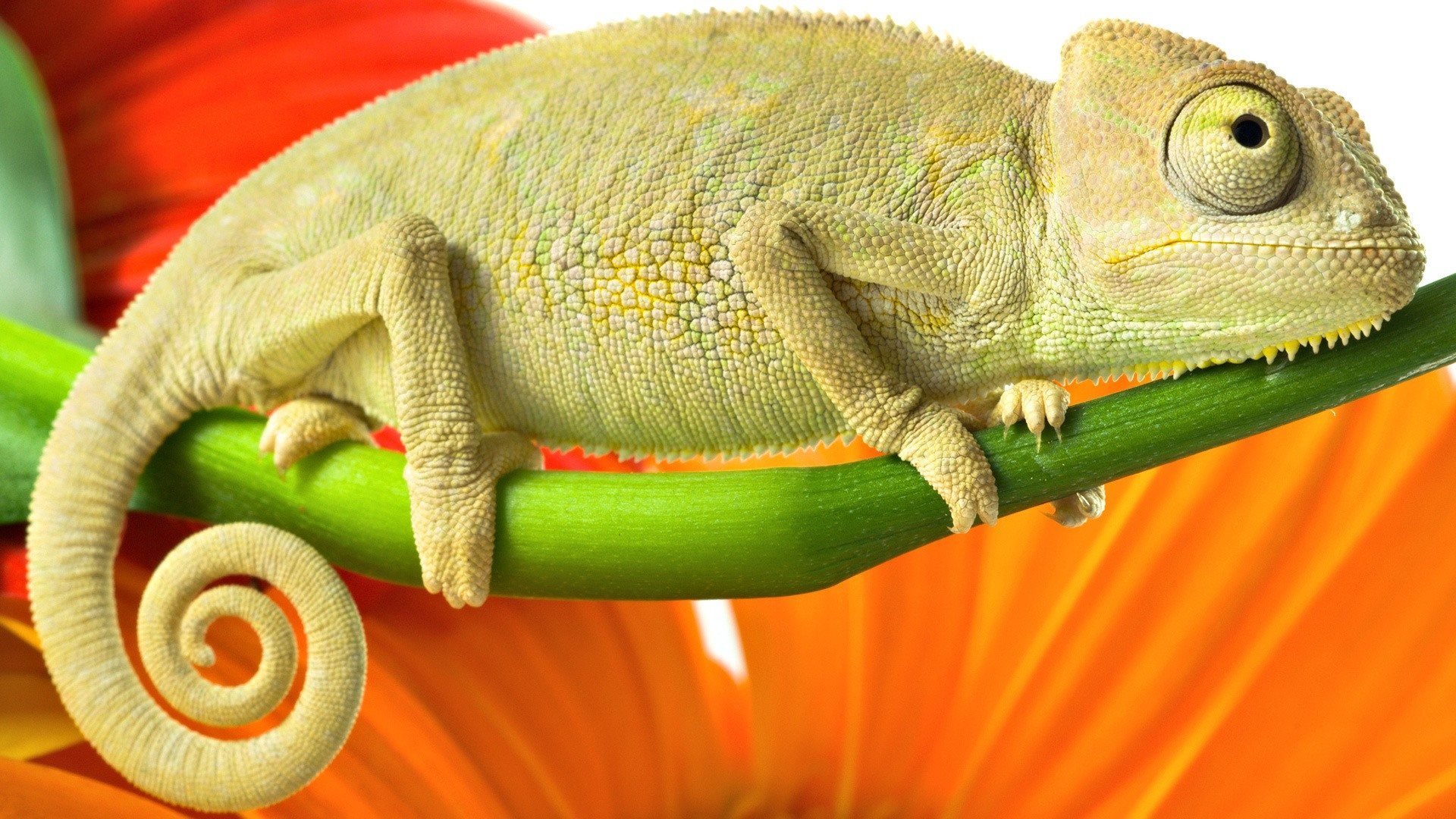 Chameleon Hd Wallpaper Background Image 19x1080