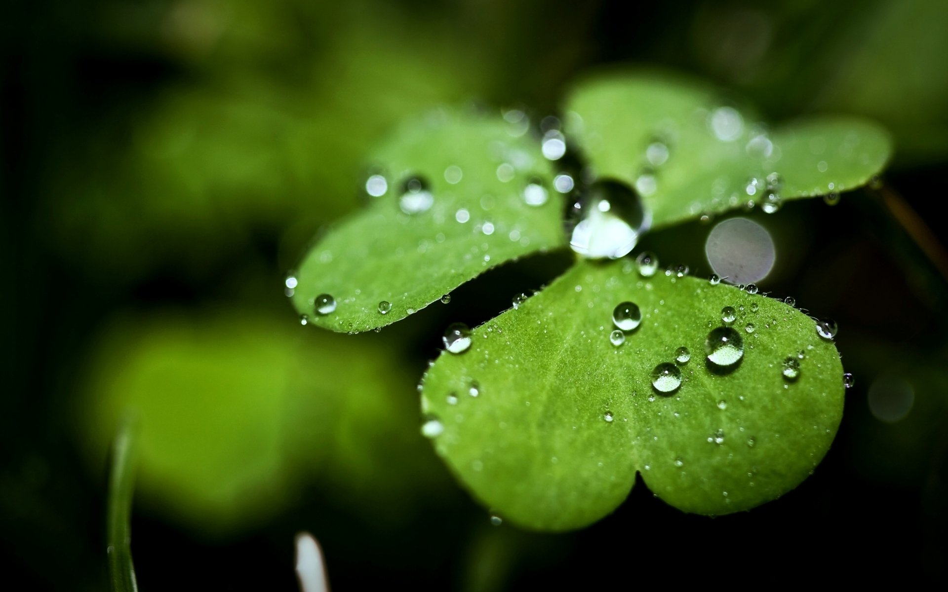 Download Nature Water Drop HD Wallpaper