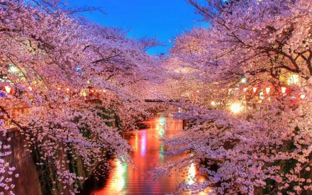 HD desktop wallpaper of a scenic view with cherry blossoms in full bloom, lining a river with reflected colorful lights, creating a serene and vibrant evening atmosphere.
