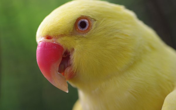 Animal Bird Birds Yellow Ring Neck Parrot HD Wallpaper | Background Image