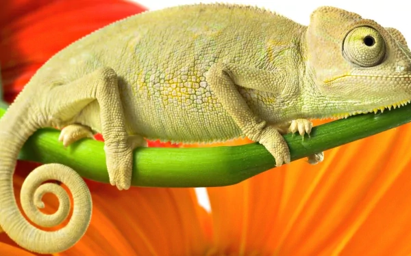 A close-up of a chameleon perched on a green leaf, showcasing its unique texture and colors against a vibrant orange flower backdrop. High-definition wallpaper for desktop use.