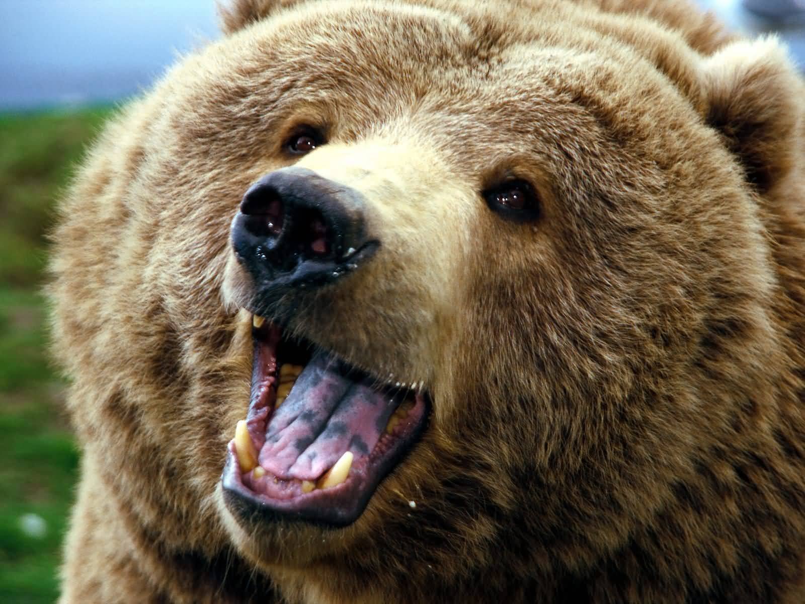 Bear graphy EarthVision animals bears forest grizzly nature  outdoors HD phone wallpaper  Peakpx