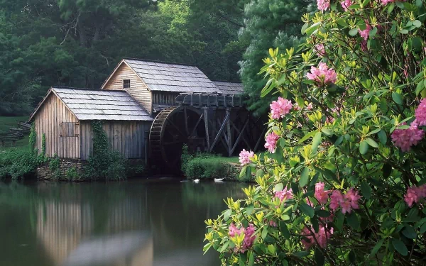 HD PC desktop wallpaper featuring a serene man-made watermill beside a calm pond, surrounded by lush greenery and blooming pink flowers.