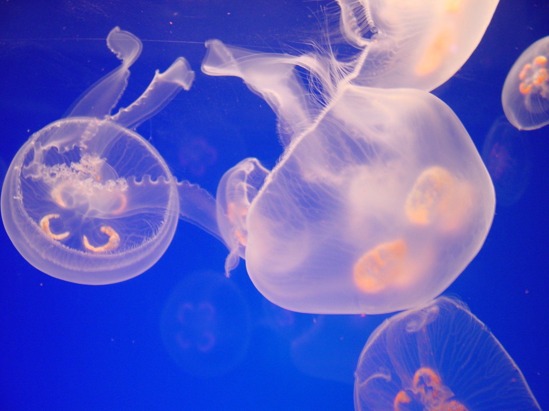 HD desktop wallpaper featuring translucent jellyfish gracefully floating in a deep blue ocean background.