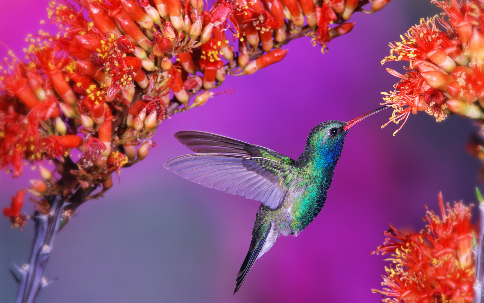 A vibrant, graceful hummingbird perched on a branch.