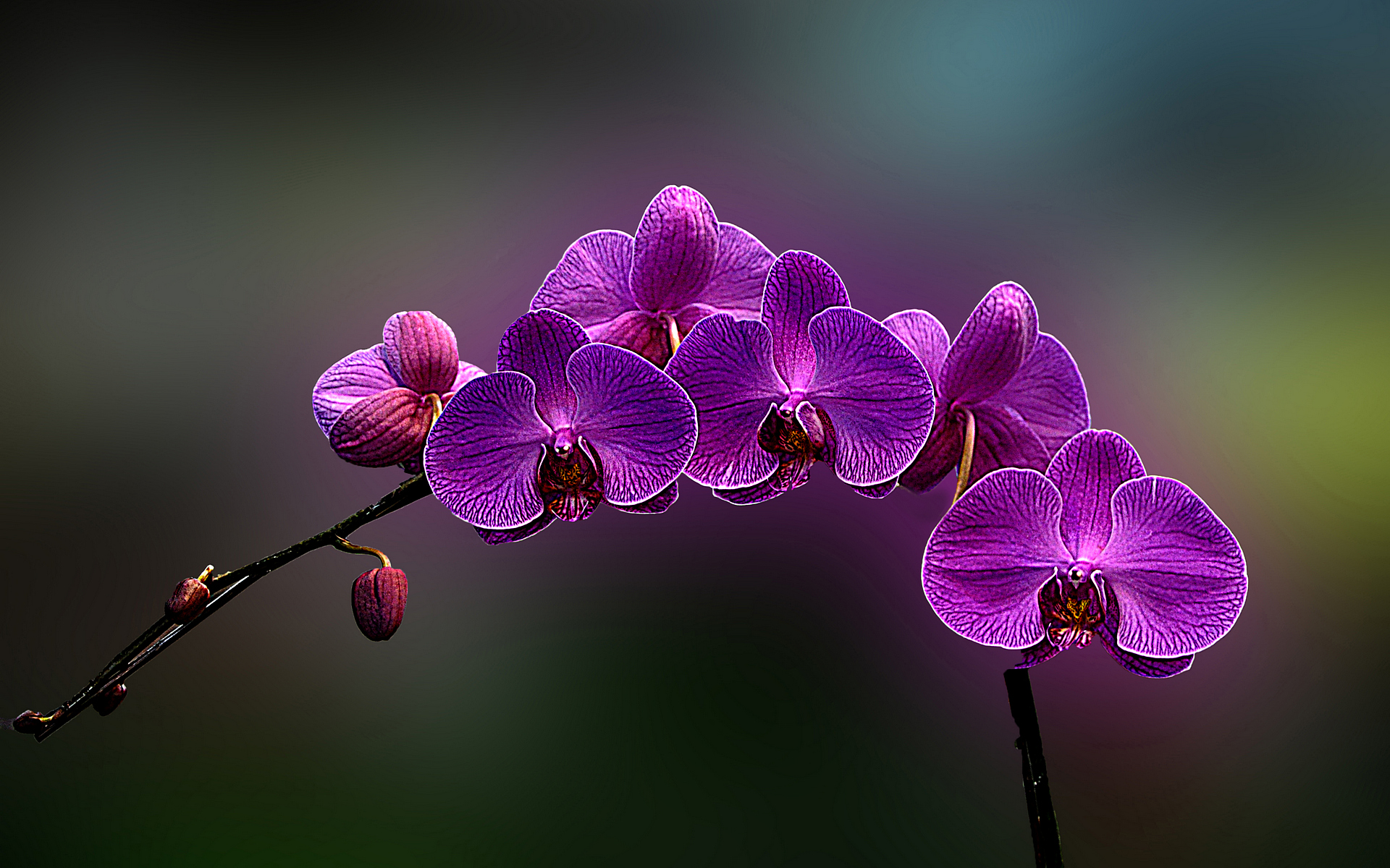 HDR photograph showcasing a stunning orchid flower by Hafiz, perfect for desktop wallpaper.