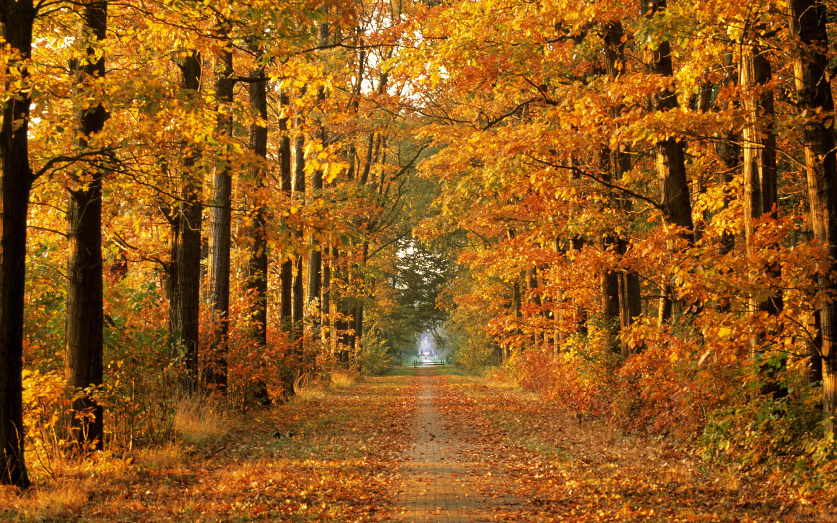 Autumn path with colorful leaves and trees.