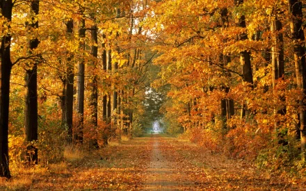 HD desktop wallpaper depicting a forest path lined with trees in vibrant fall colors, with leaves covering the ground. The scene exudes the beauty of nature in autumn.