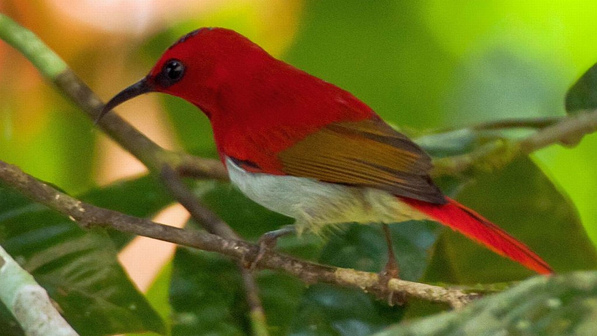 Temminck's Sunbird with vibrant red feathers.