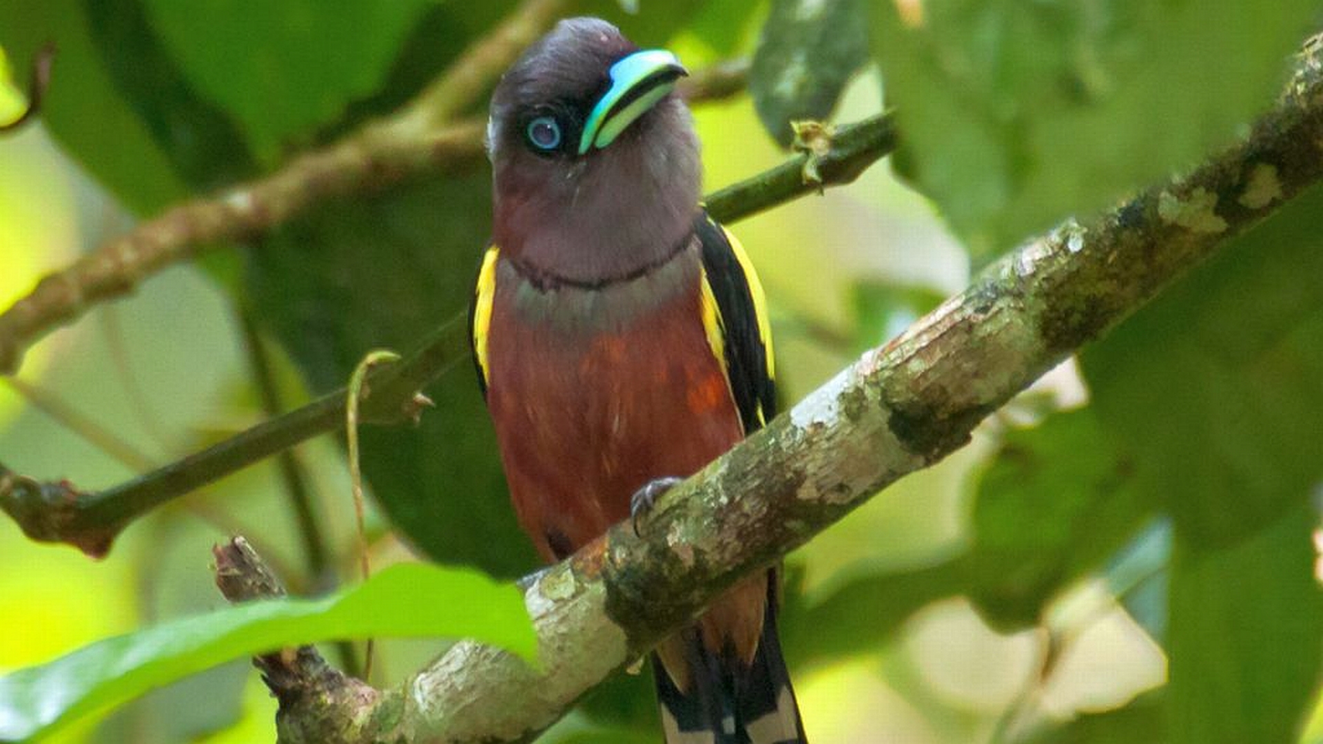 animal-bird-ppt-backgrounds-animal-bird-ppt-photos-an-vrogue-co