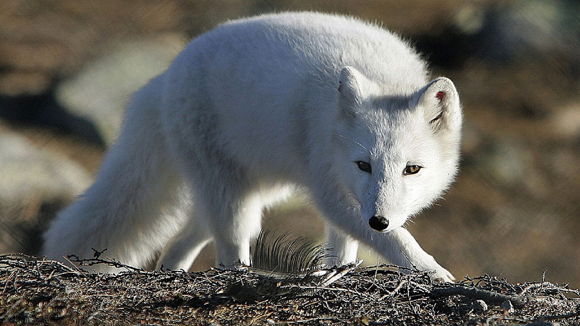 Arctic fox standing in snowy landscape with piercing gaze.
