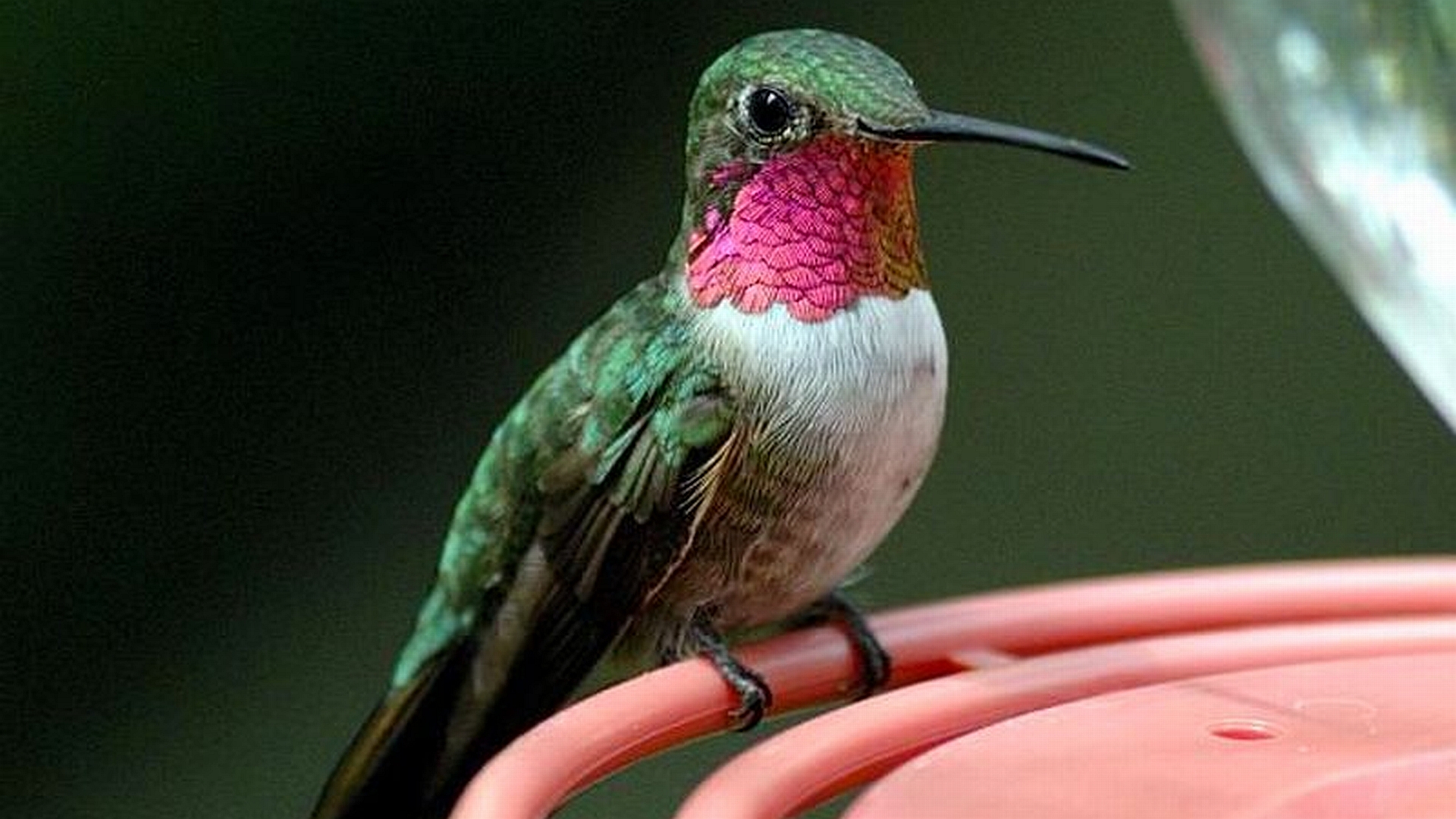 Colorful hummingbird perched on a branch, surrounded by vibrant foliage.