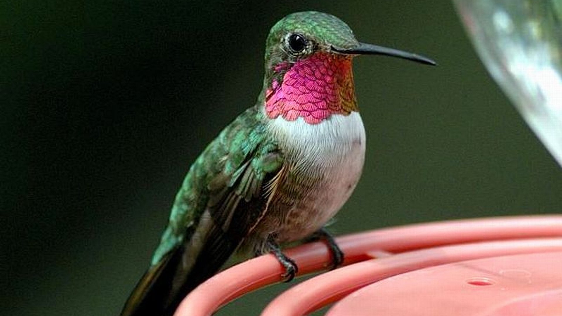 Download Bird Animal Hummingbird  HD Wallpaper
